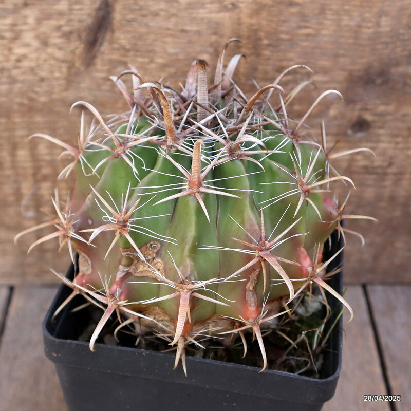 A2015 FEROCACTUS HORRIDUS LONGISPINUS pot12-H11-W14 cm MaMa Cactus