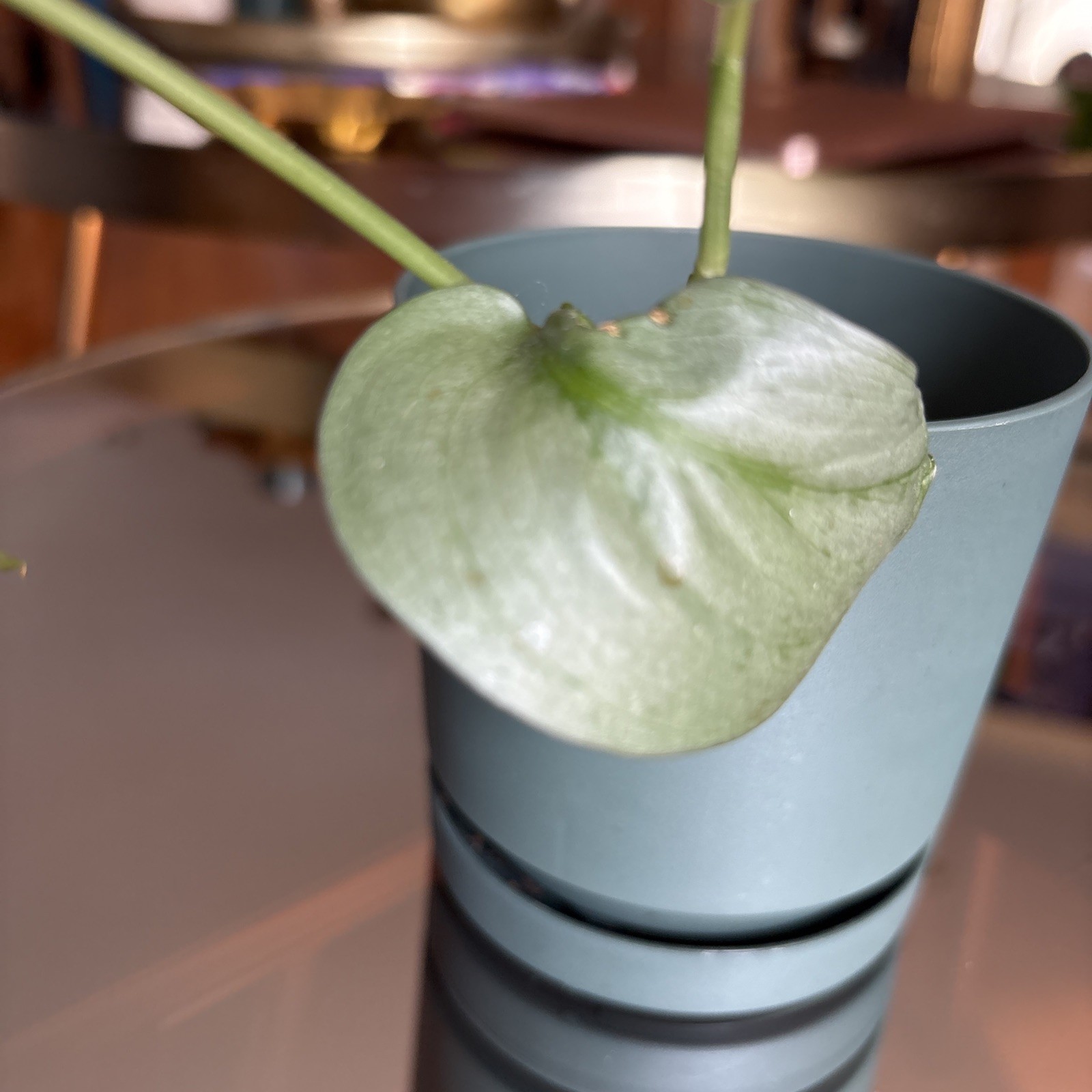 Scindapsus Silver Hero or Platinum – Live Plant Growing in green pot.