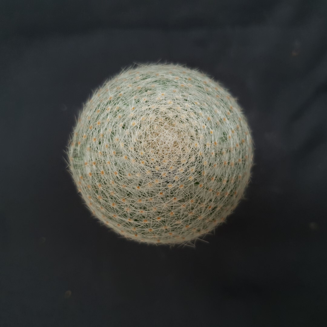 H13: Mammillaria lenta