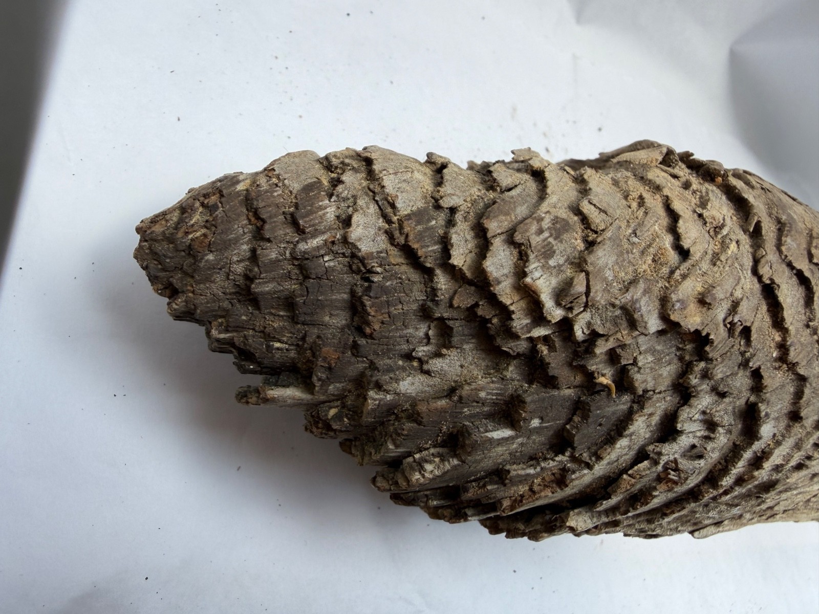 S. Georgia Pine Knot Taxidermy Terrarium Floral Display Fireplace Carving Mount