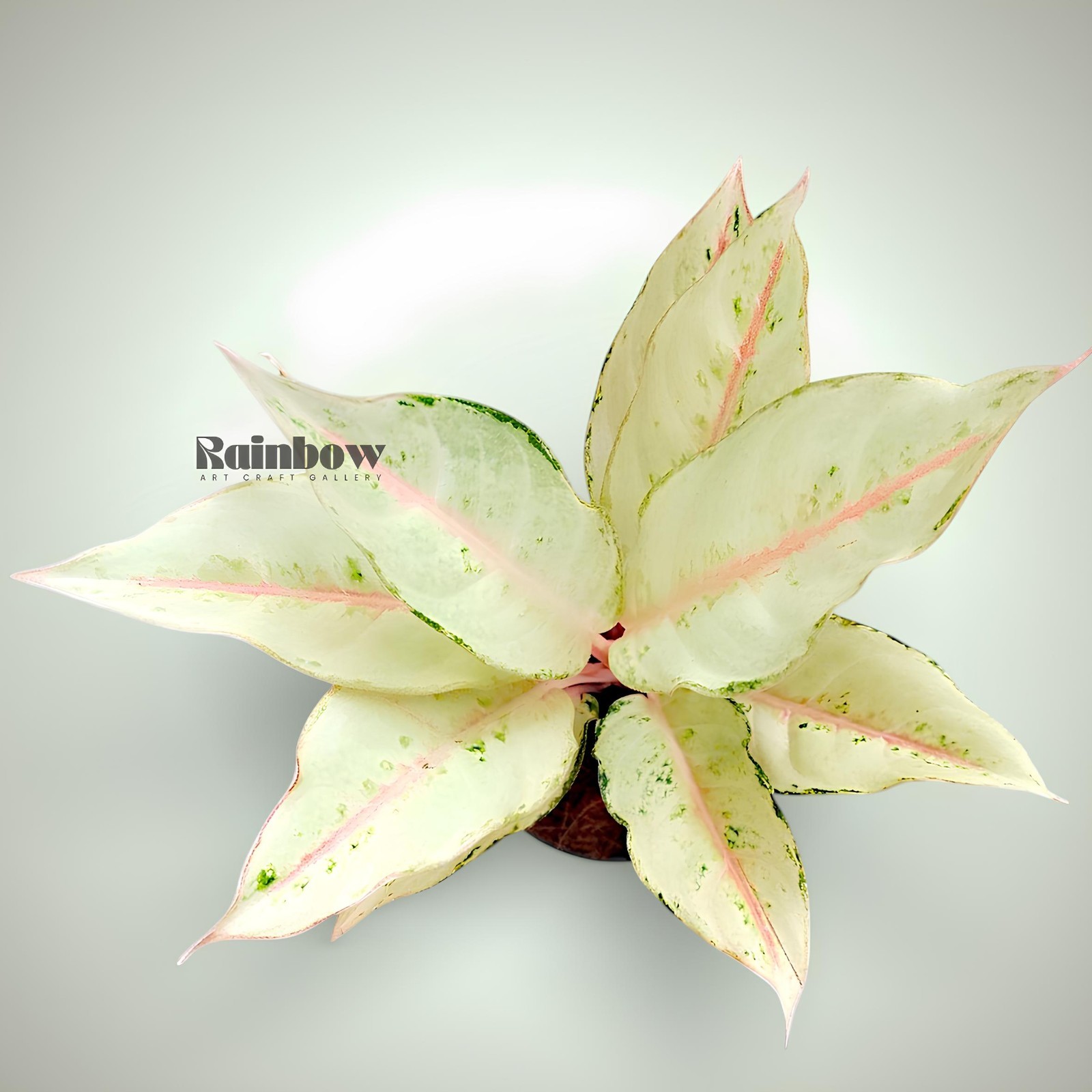 Aglaonema Cinderella Beatiful Ornamental Plant