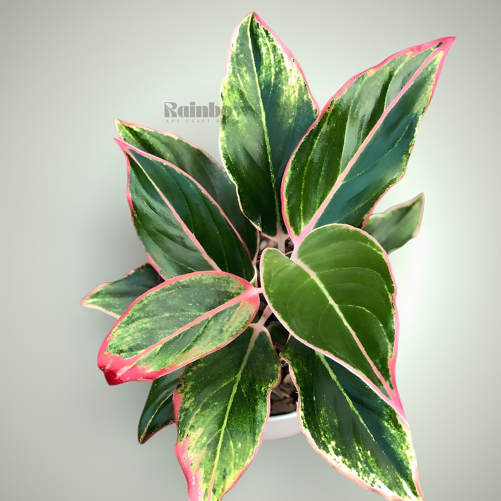 Aglaonema Pink Lipstik Beatiful Ornamental Plant
