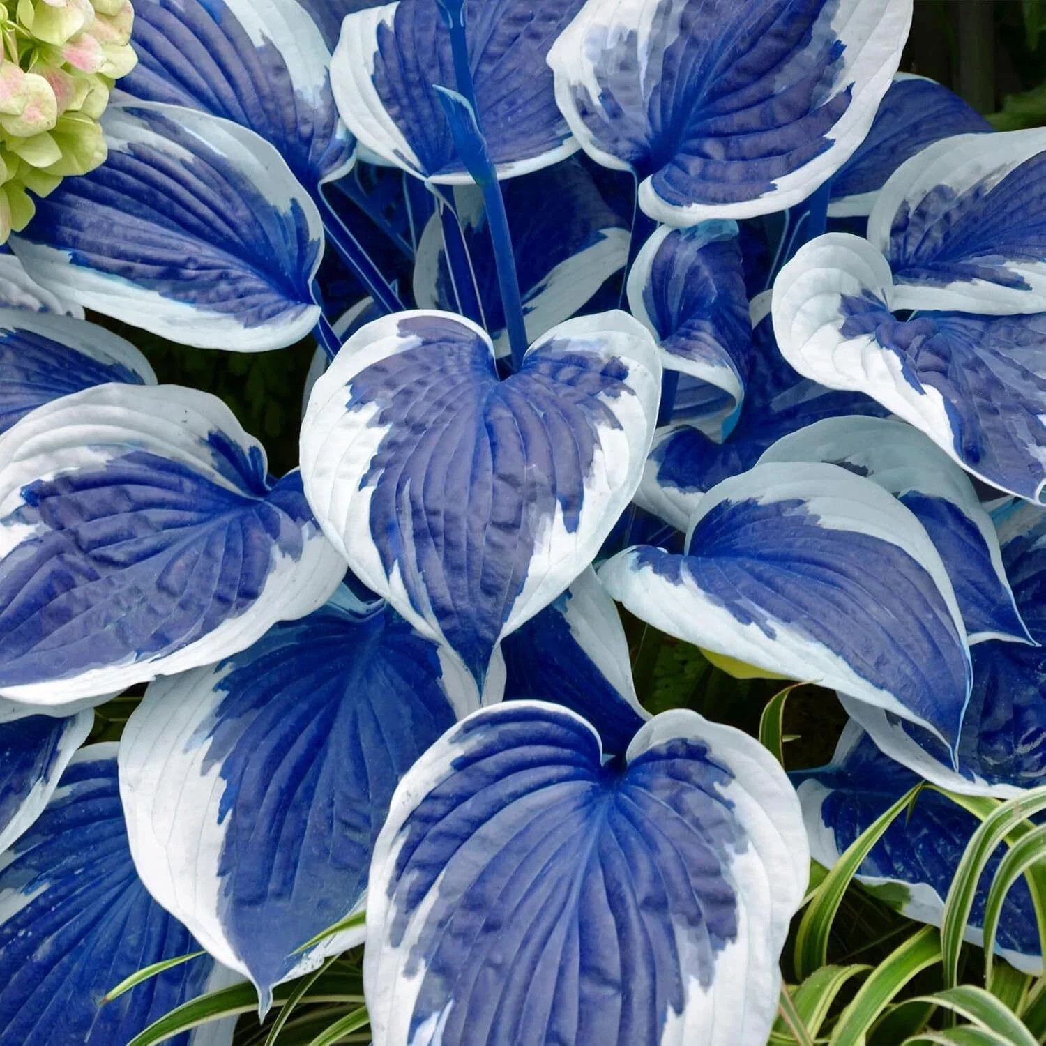 Hosta Seeds Perennial, 200pcs Hosta Plants Bulb Grow Easily Blue White Flower