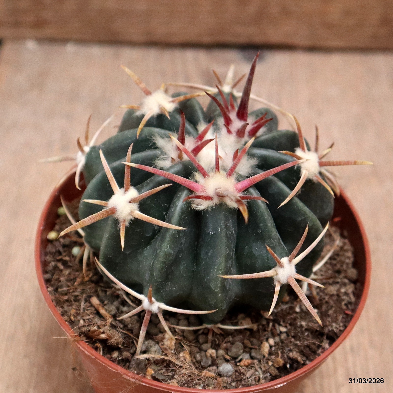D8121 HOMALOCEPHALA TEXENSIS pot10-H6-W8 cm MaMa Cactus