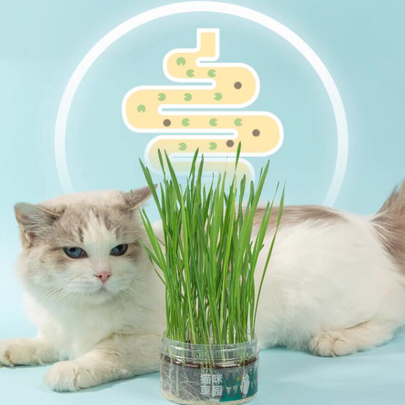 The Cat Ladies Cat Grass for Indoor – Growing Kit – Organic Cat Grass seeds