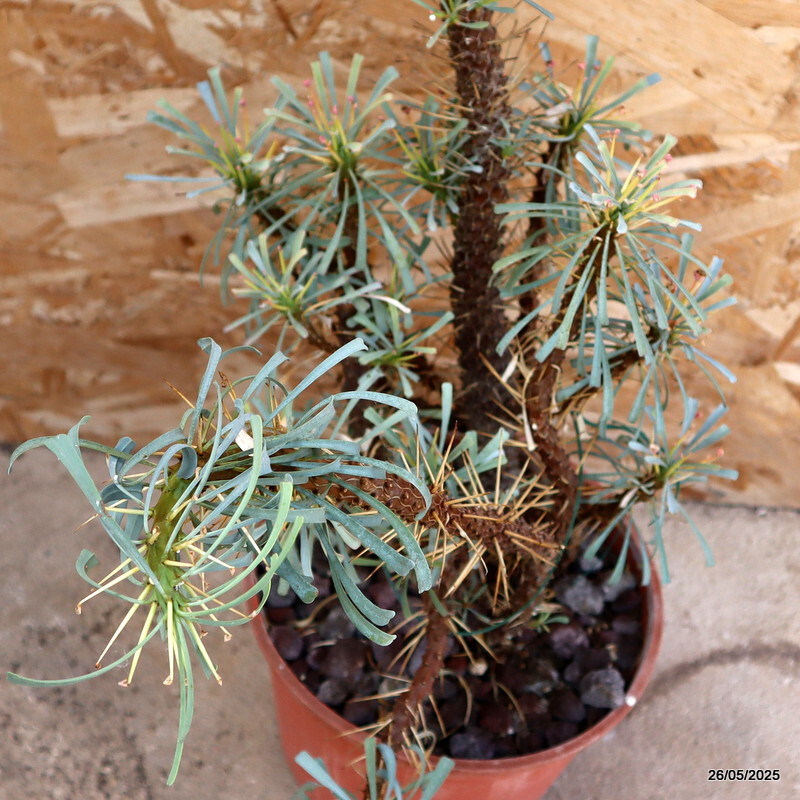 D2958 EUPHORBIA MULTIFOLIA pot20-H63-W26 cm MaMa Cactus