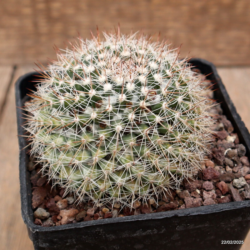 A5858 MAMMILLARIA MYSTAX VARIEGATED pot10-H8-W9 cm MaMa Cactus