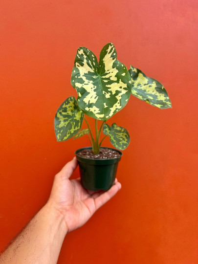 Alocasia Hilo Beauty in 4″ Pot | Elephant Ears Plug | Caladium Indoor & Outdoor