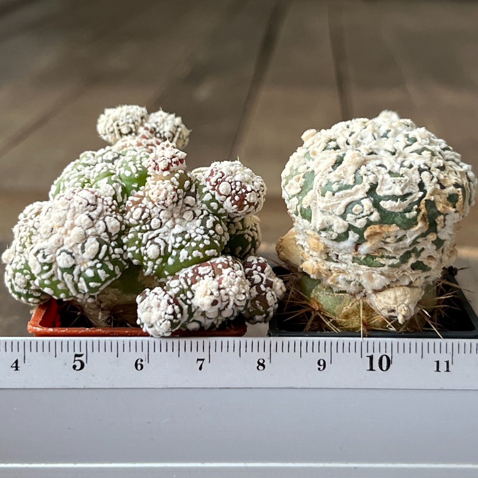A50-395 Astrophytum super Kabuto, grafted, 2 pieces