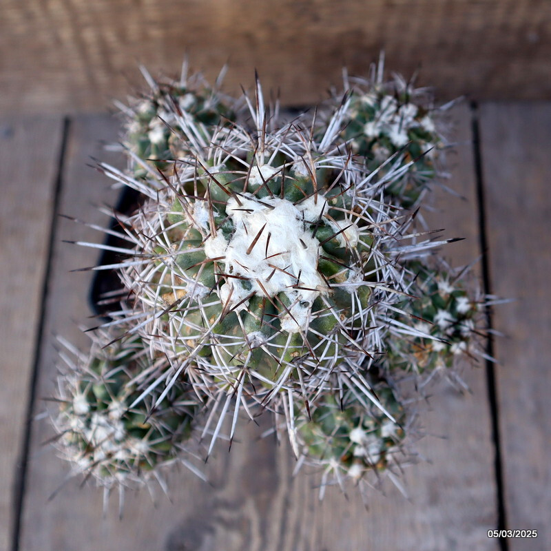 D1160 COPIAPOA COQUINBANA pot 10 cm H 17 cm W 17 cm MaMa Cactus
