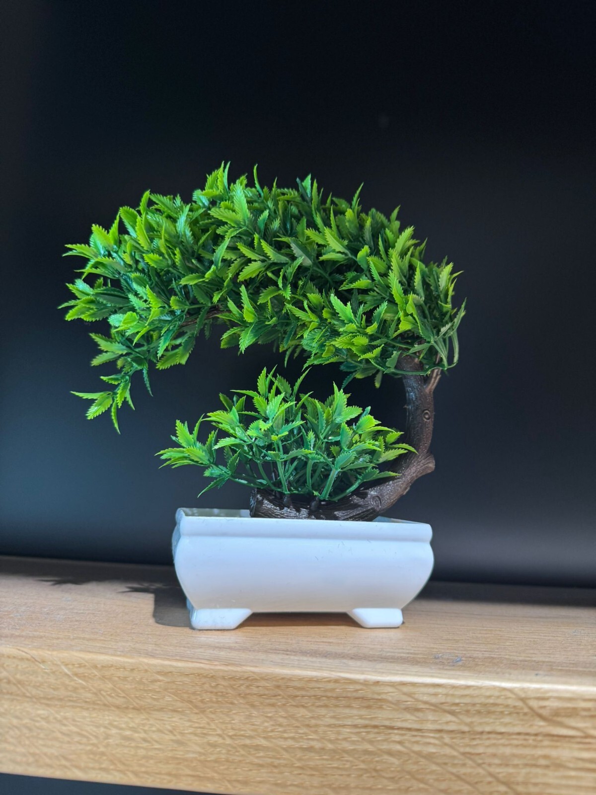 decorative house plant