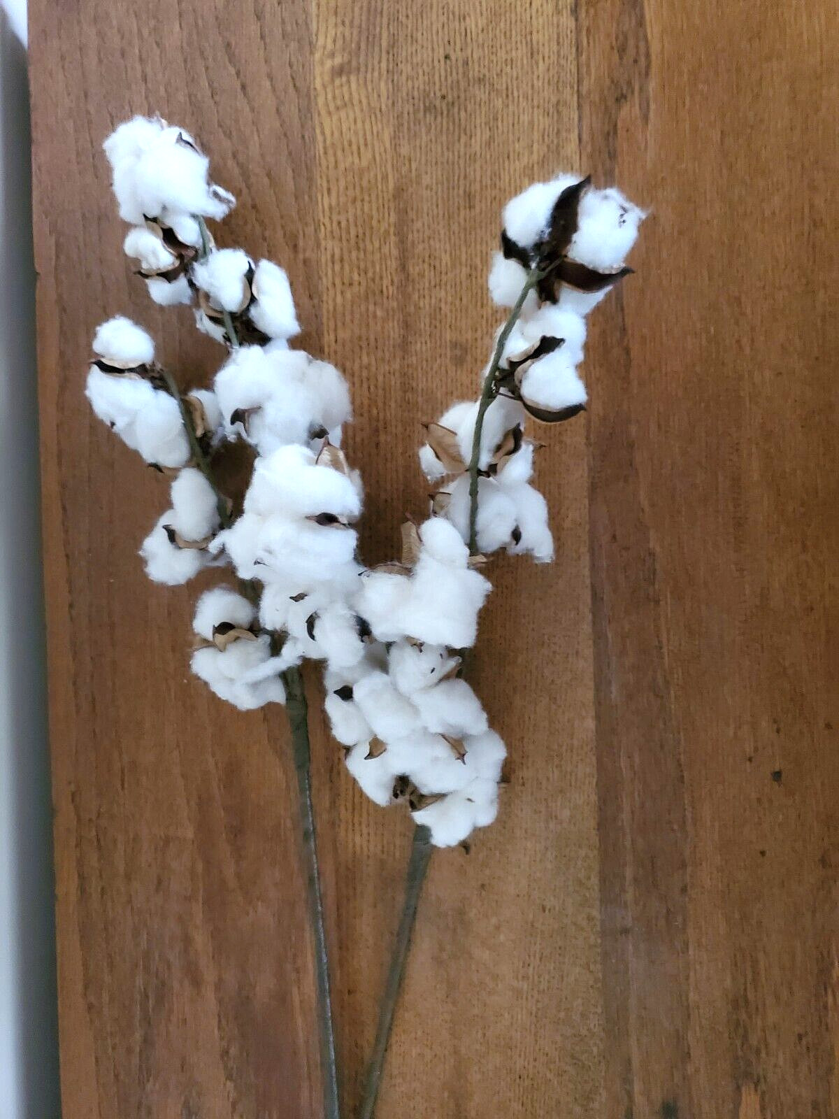 Lot of 2 Cotton Stems 27″ Long