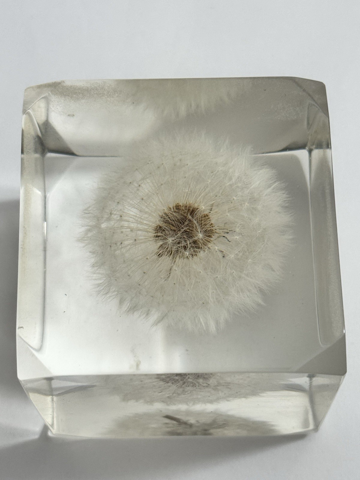 Sola Cube LUNARIA ANNUA 5cm Dandelion Acrylic Resin Flower Japan Paperweight