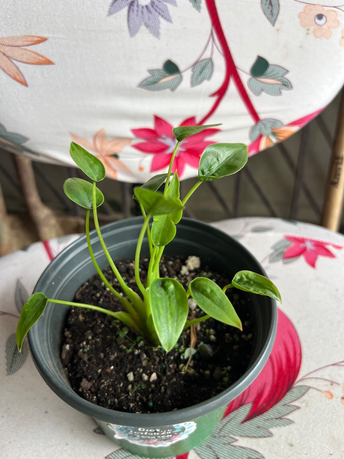 Beautiful Alocasia ‘Tiny Dancer’ – 4” Pot live plant