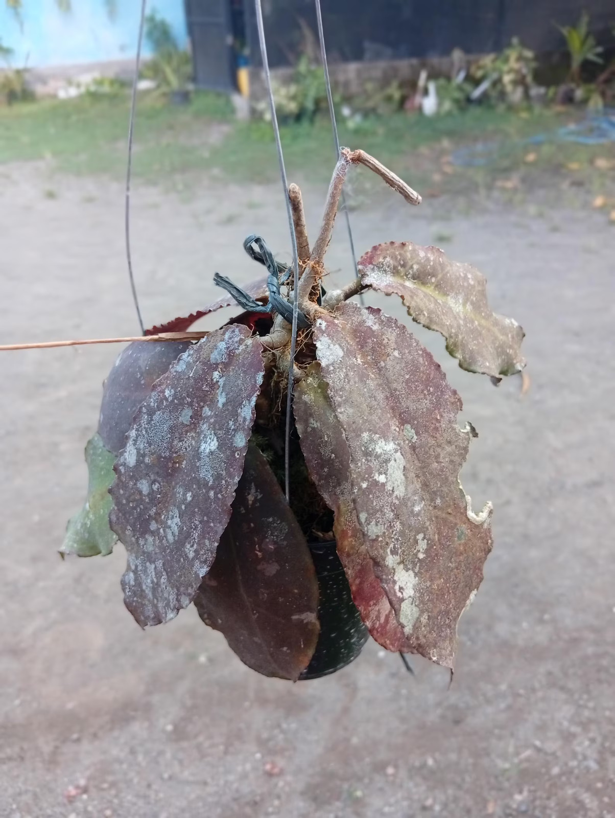 Real Picture Hoya Undulata Red Splash Lush Leaves
