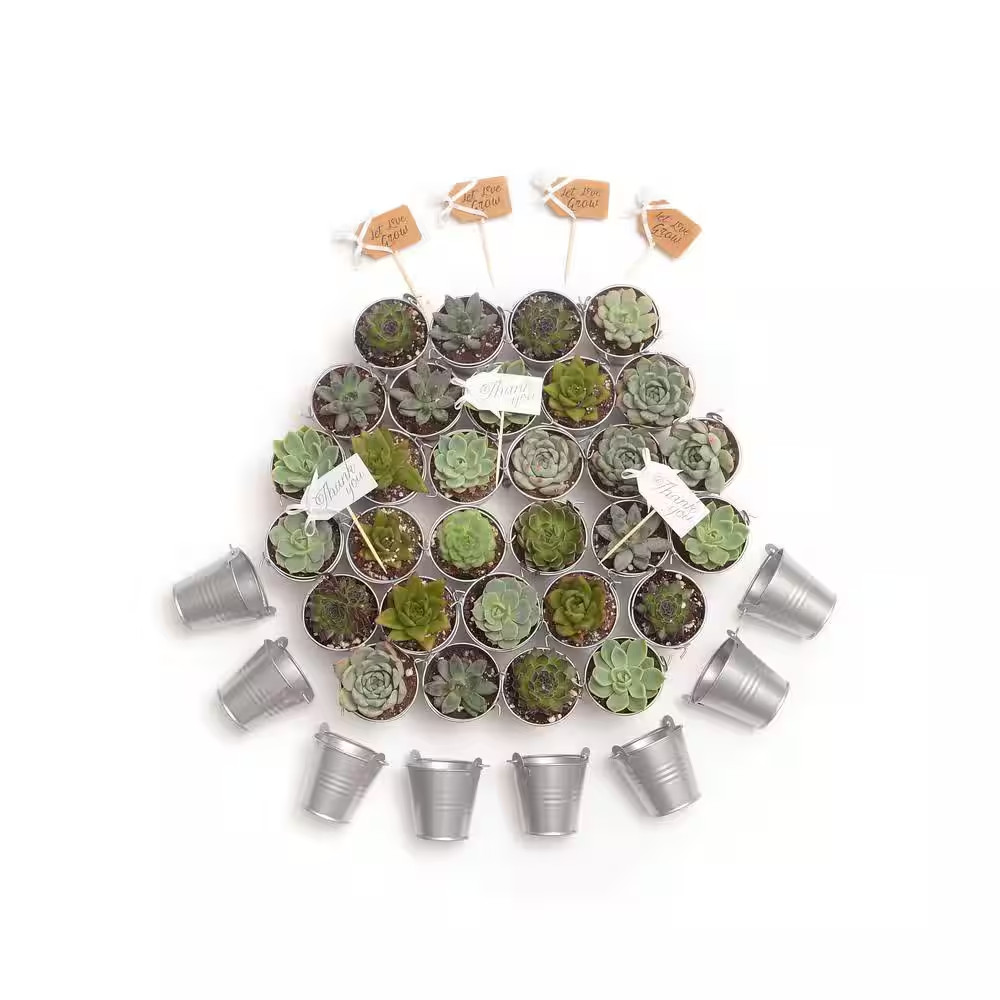 2 In. Wedding Event Rosette Succulents Plant with Silver Metal Pails and Let Lov