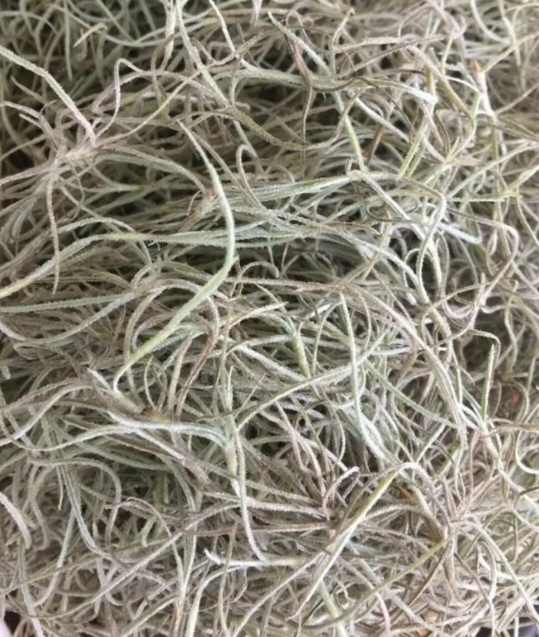 Fresh Florida Live Spanish Moss – 1 Gallon – Pet Bedding, Floral, Crafts