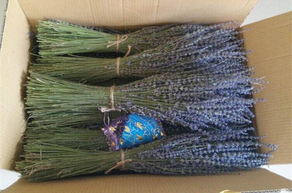 Lavender Dried Ultra Blue Bundles 200+ Stems (16″ – 18″ Long) for Home Decor
