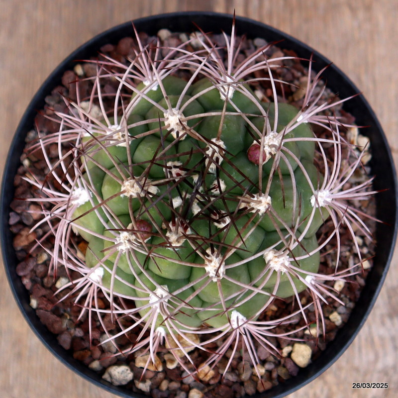 A5433 GYMNOCALYCIUM SAGLIONIS pot14-H6-W 7,5 cm MaMa Cactus