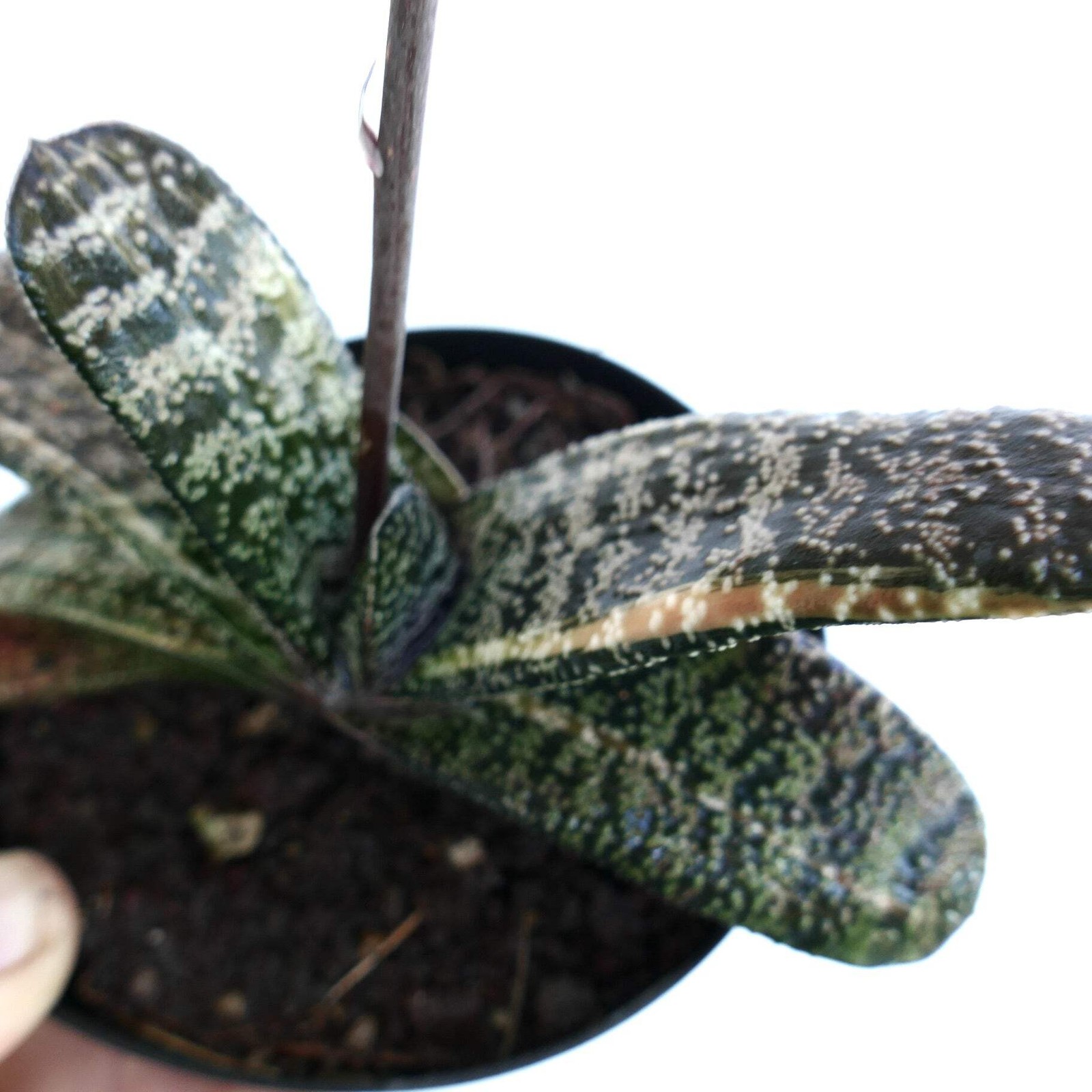 Gasteria batesiana YELLOW VARIEGATED (EX. TORRISI) – Knoppies gasteria | Ox-tong