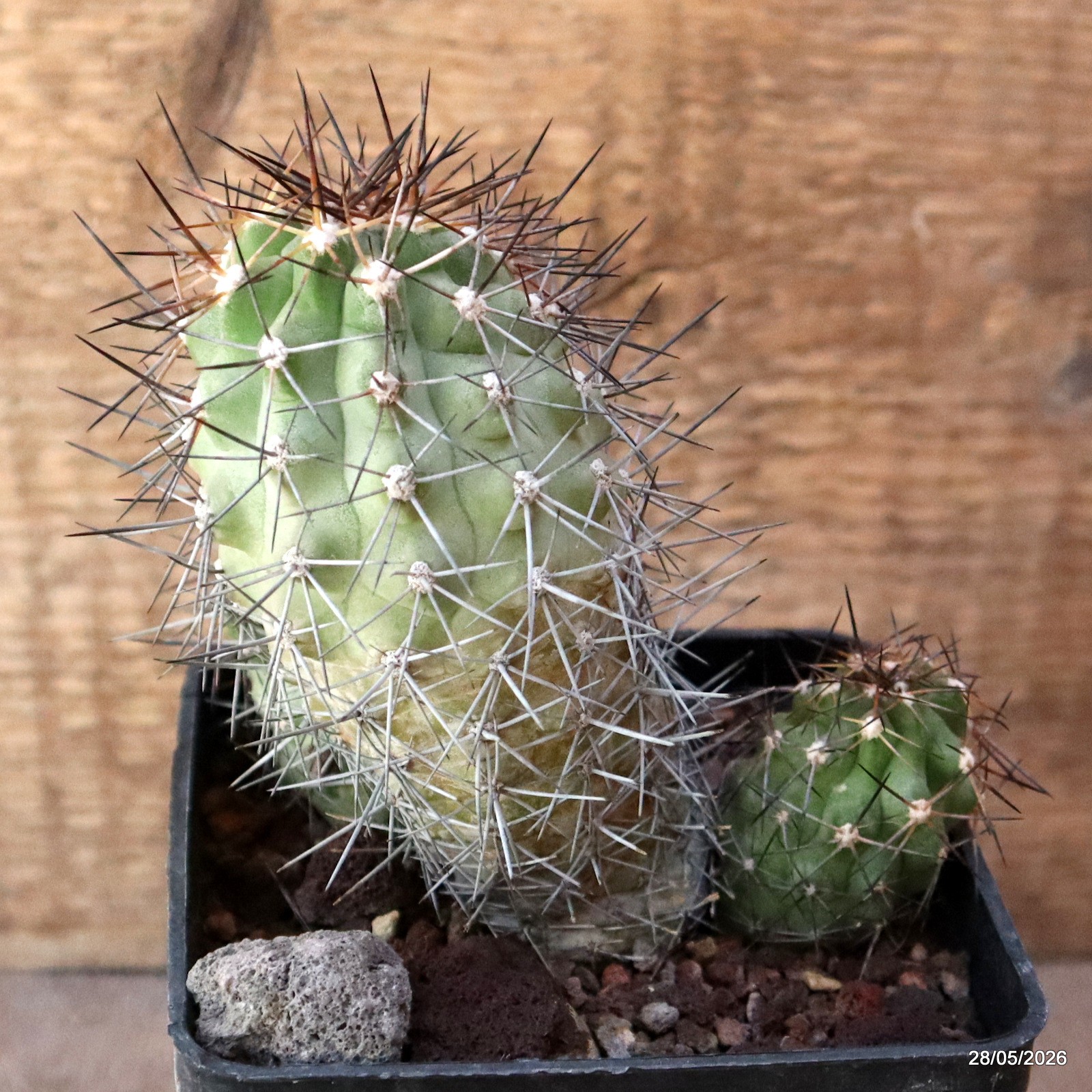 D3458 COPIAPOA TOCOPILLANA pot10-H11,5-W11 cm MaMa Cactus
