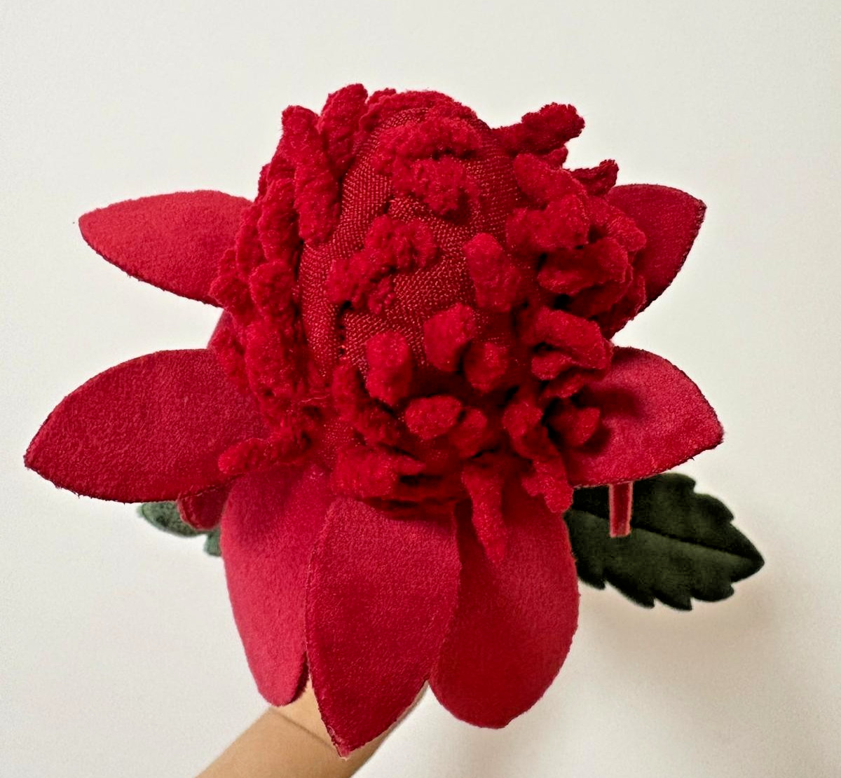 CJ Hendry Sydney, Australia Native – Waratah Flower