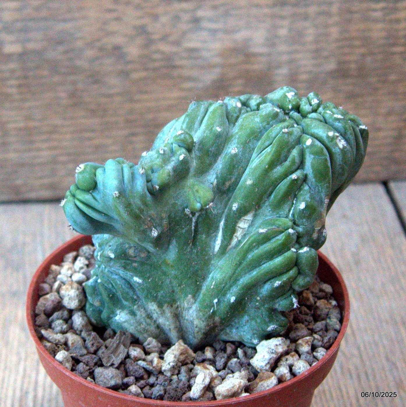 D6891 MYRTILLOCACTUS GEOMETRIZANS CRESTED pot10-H9-W9 cm MaMa Cactus
