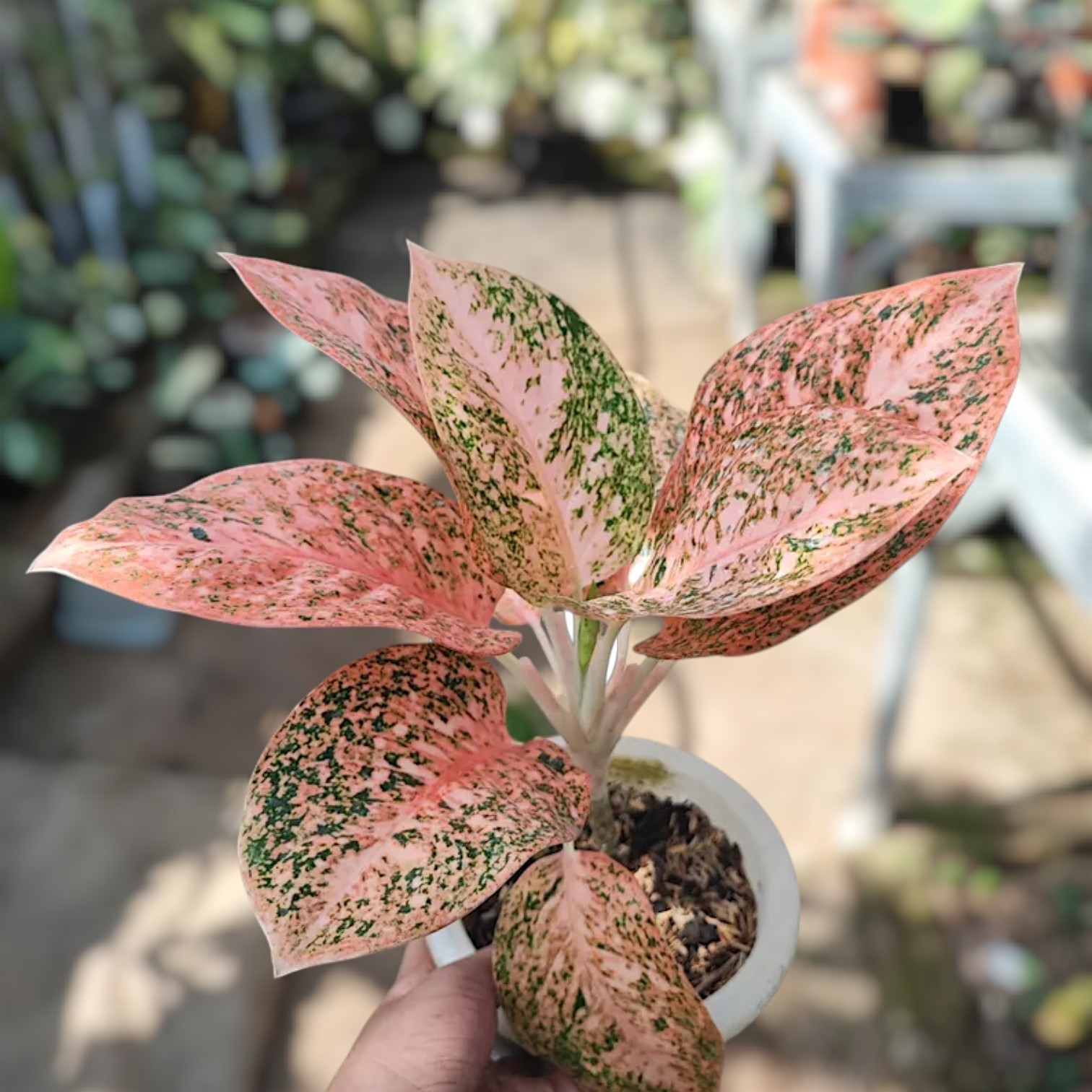 Aglaonema Stardust Orange Variegated Ornamental Plant