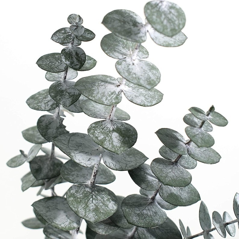 Huge Bundle Fresh Baby Eucalyptus for Shower, Decor, Weddings Home Decor