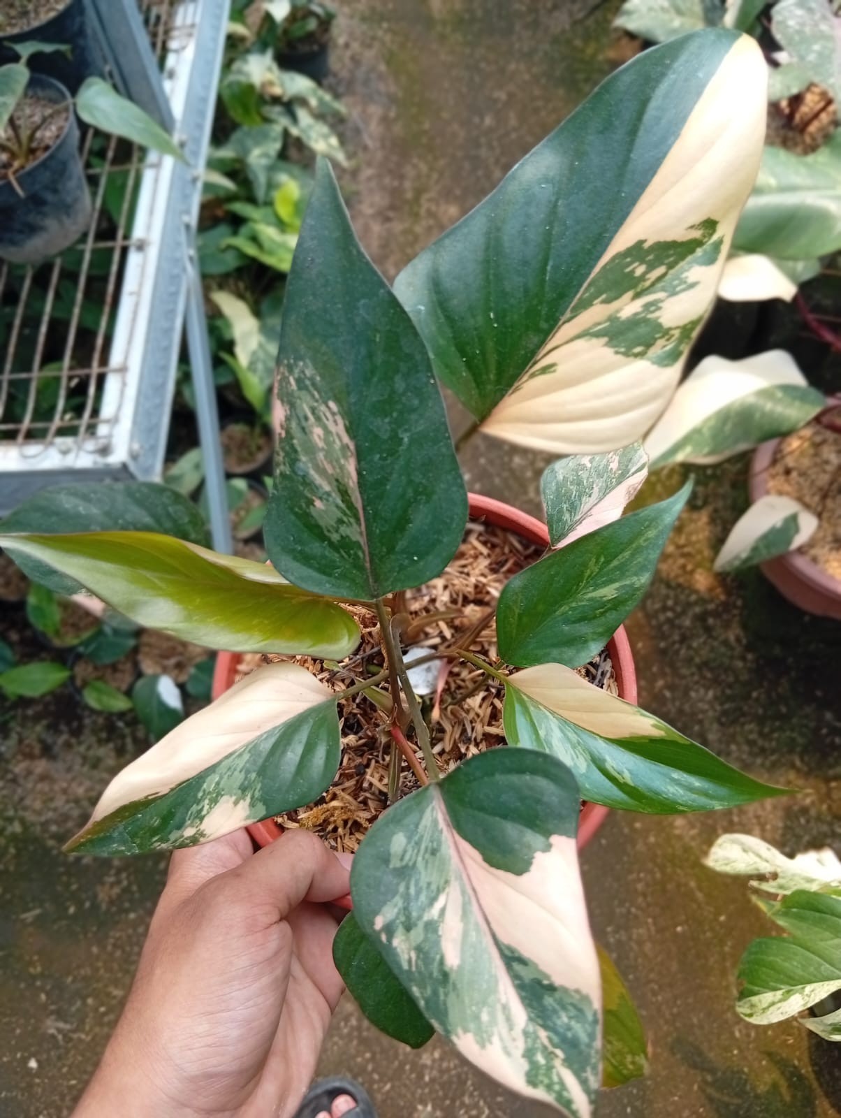 Real Pict Homalomena Pink Diamond Variegated Rare Plant