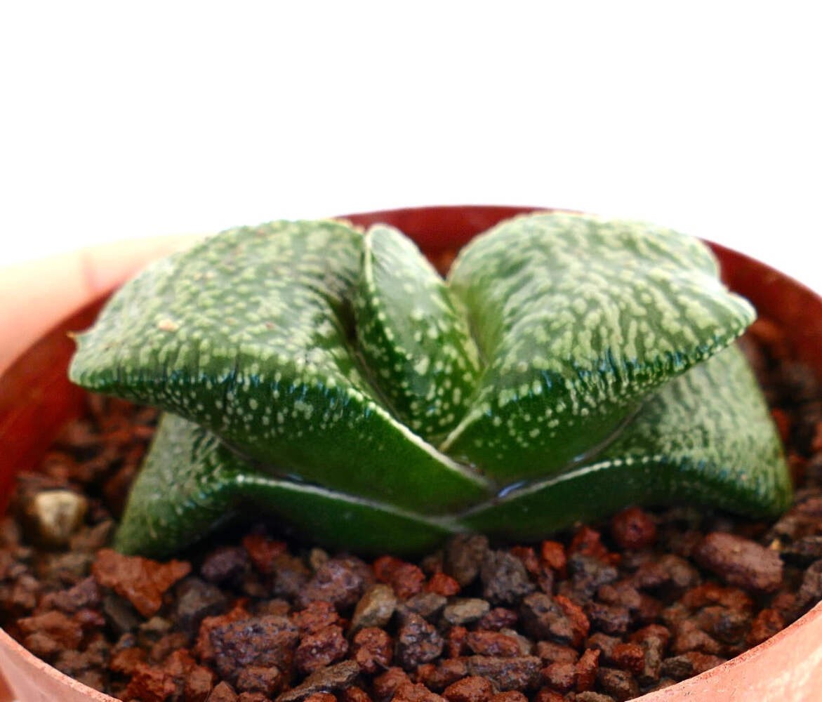 Gastera armstrongii CLONE DE LICTE, Netherlands (EXTRA THICK) – Ox tongue | Arms