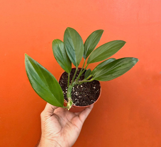 Dragon Tail Rhaphidophora in 4″ Pot | Indoor & Outdoor Live Tropical House Plant
