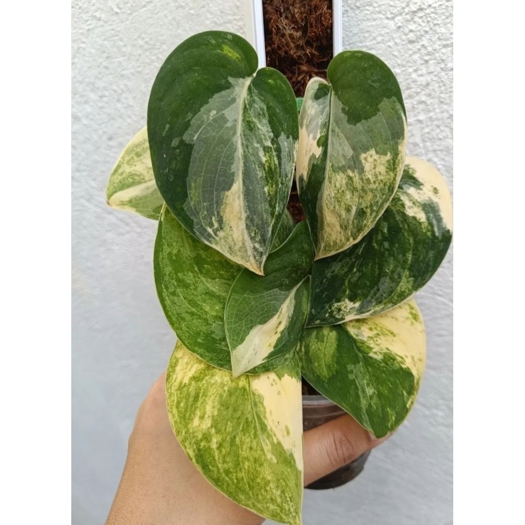 Scindapsus Mangurai, Rare Variegated, Real Picture, Aroid Houseplant
