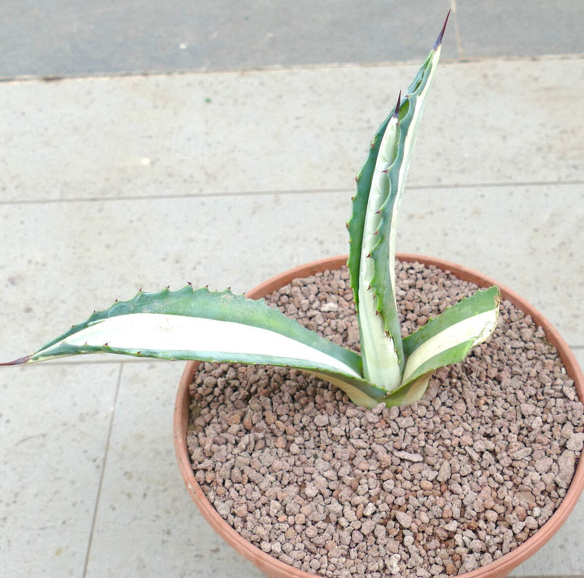Agave americana mediopicta-alba WHITE VARIEGATED F5L – Century plant | American