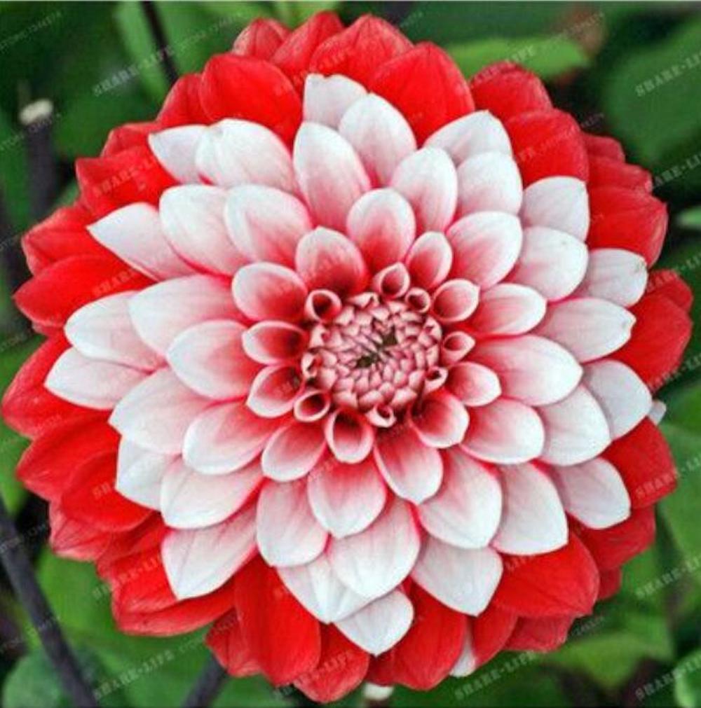 (10) DAHLIA SEEDS rare exotic flower bloom garden plant USA SELLER W/TRACK