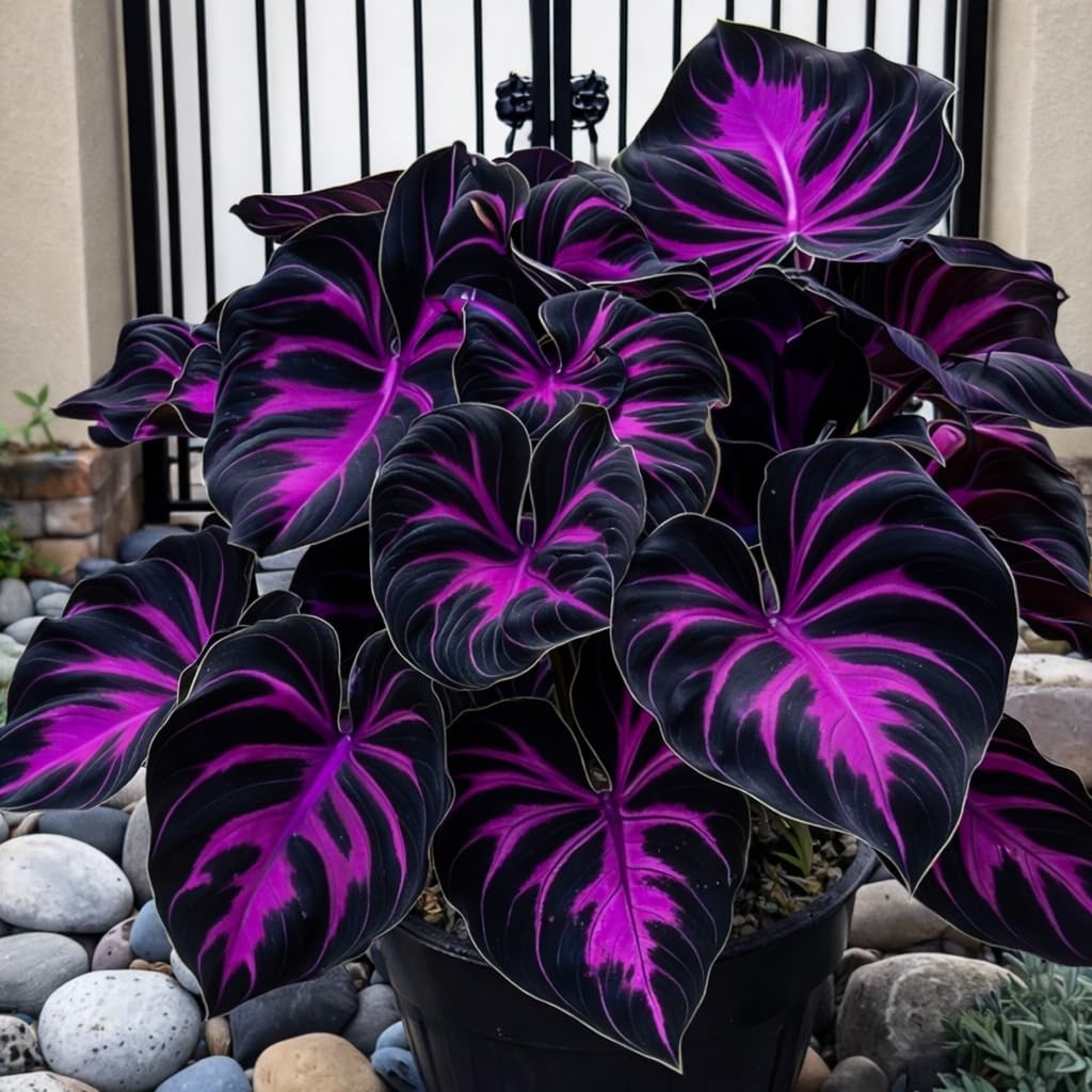 308 Hosta Seeds for Planting – Rare Perennial Shade Plants, Lush Purple