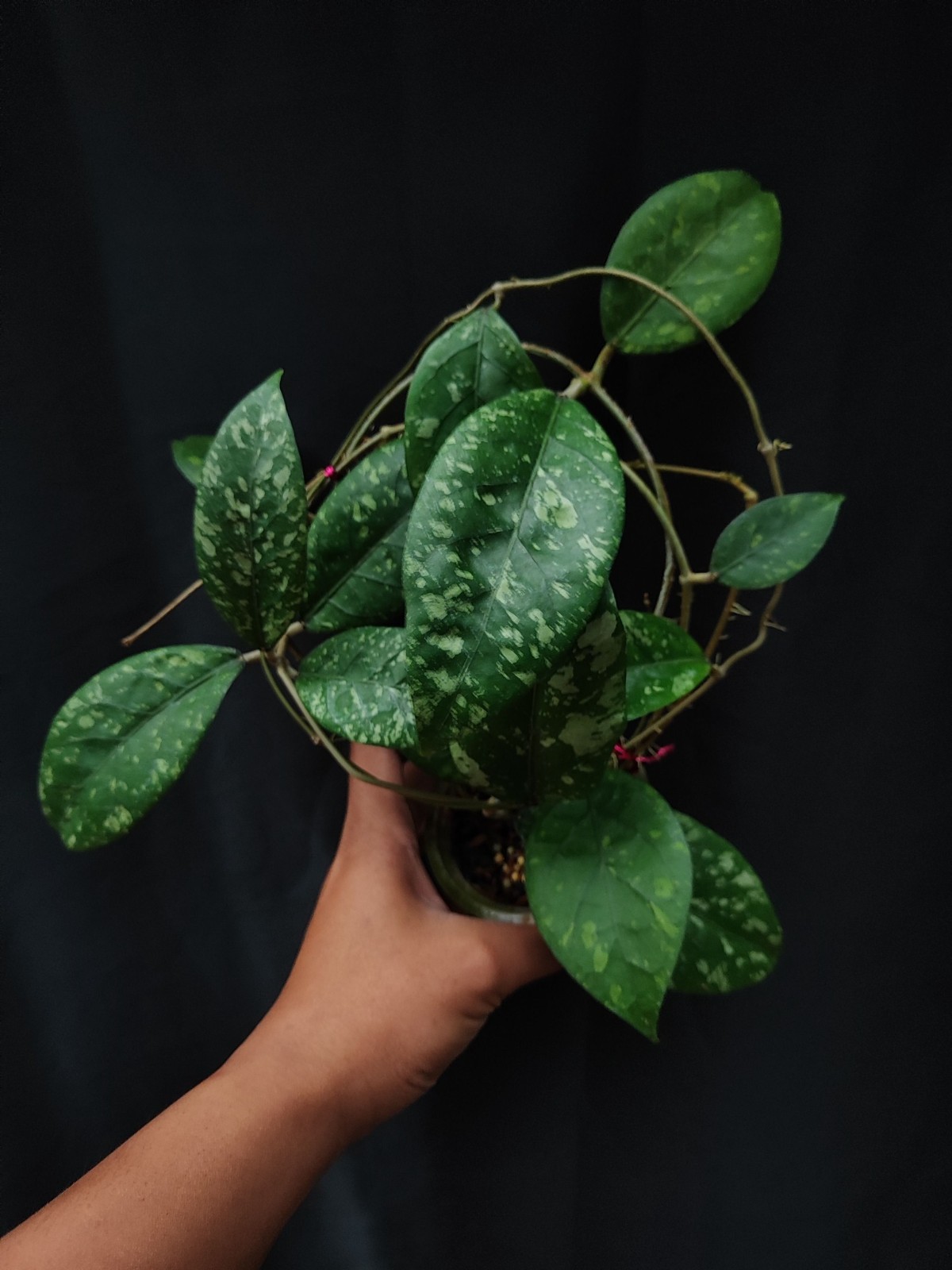 Hoya Sp Aceh Splash Rare Tropical Indor Outdor Wax Plant