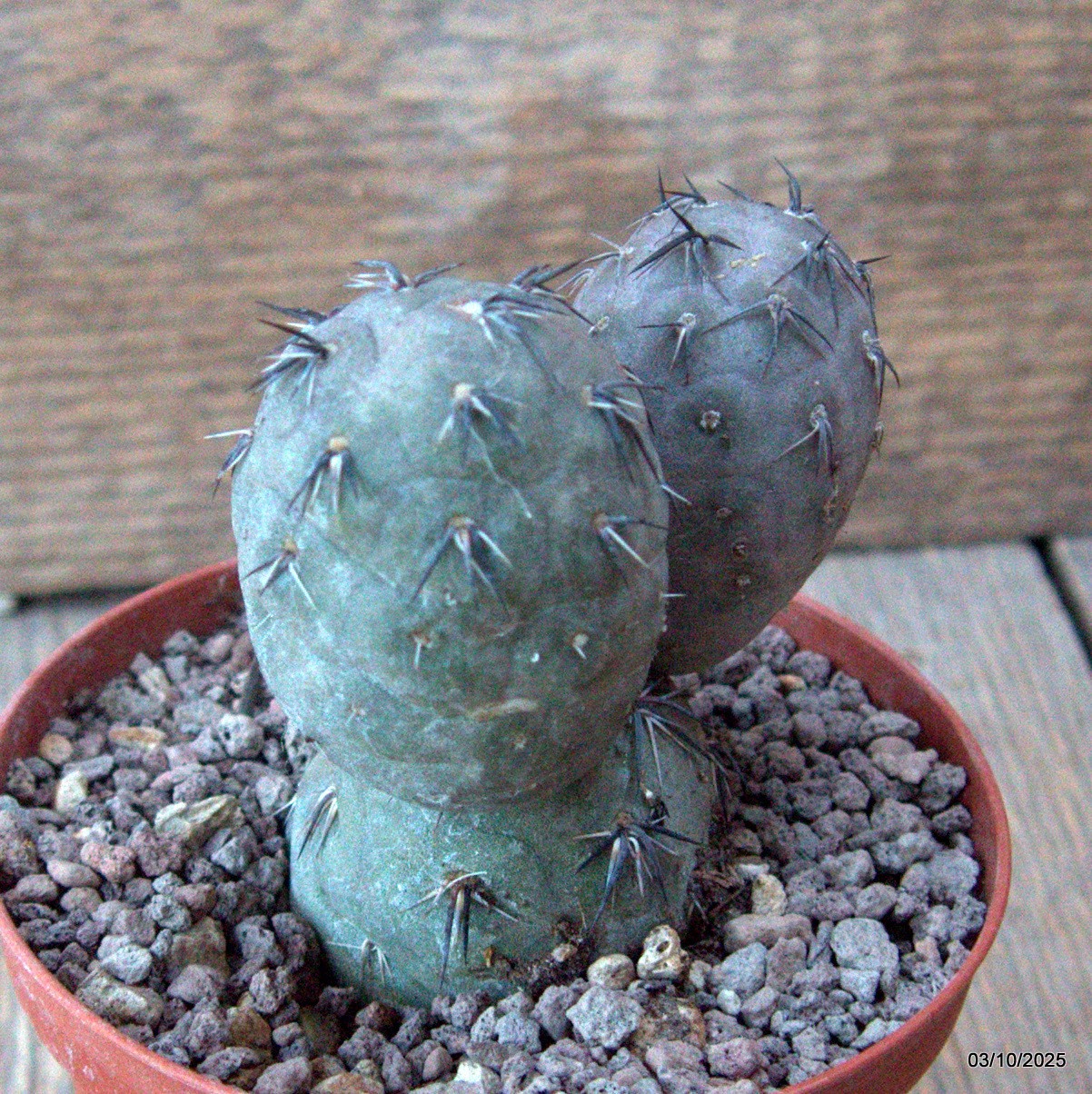 D6854 TEPHROCACTUS GEOMETRICUS RED pot10-H9-W8 cm MaMa Cactus