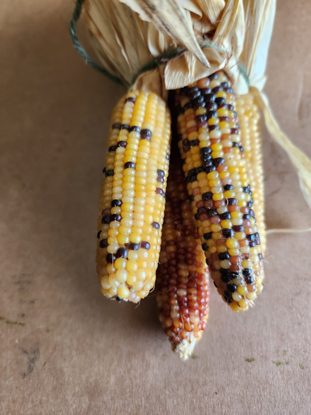 Mini Indian Corn, Approx 5″ Long – Thanksgiving, Fall, Decor, Small #9
