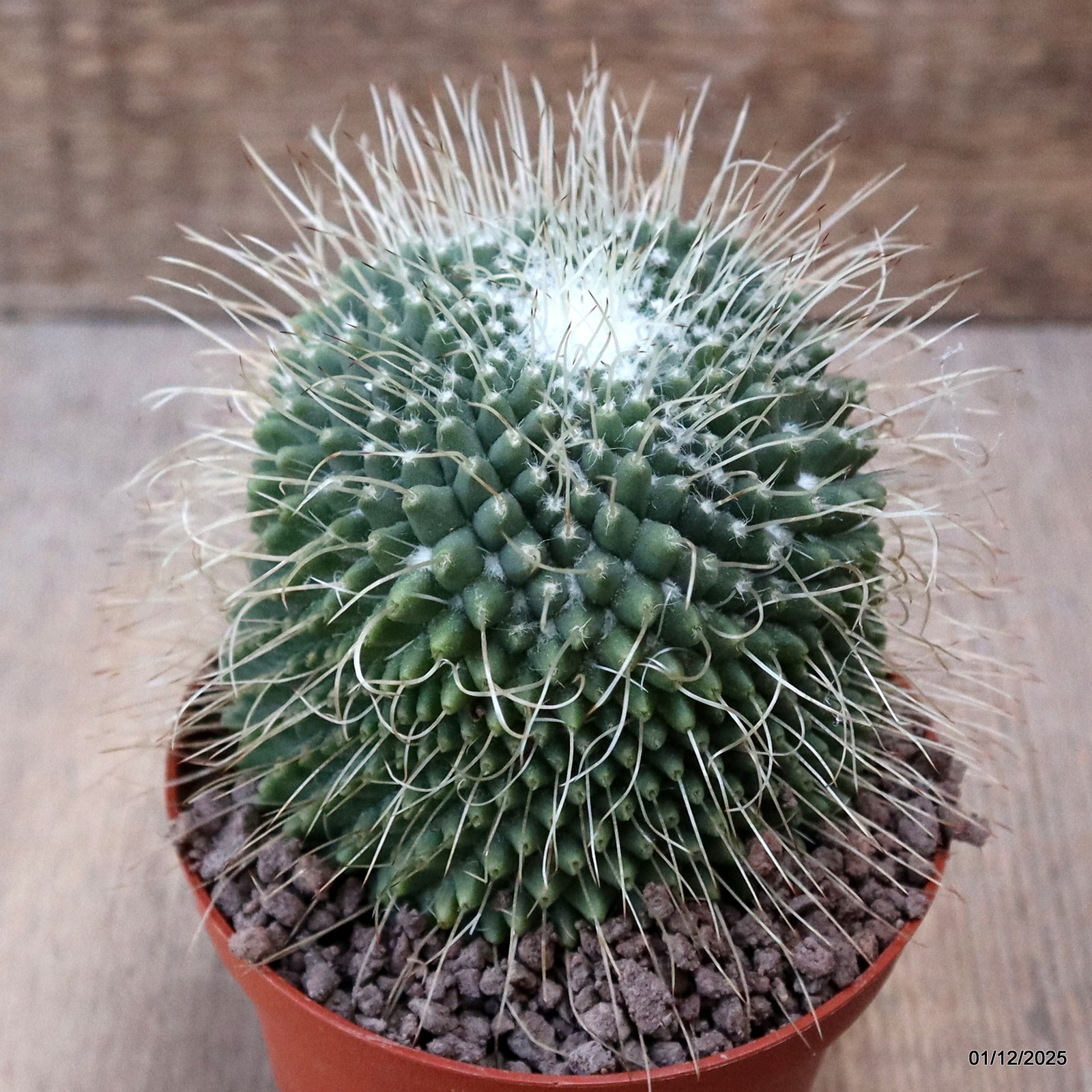 D7618 MAMMILLARIA SPINOSISSIMA UNPICO pot10-H9-W8,5 cm MaMa Cactus