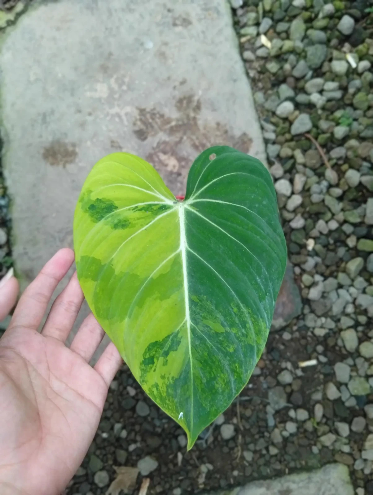 Real Pict Hoya Cumingiana Inner Variegated Rare Plant