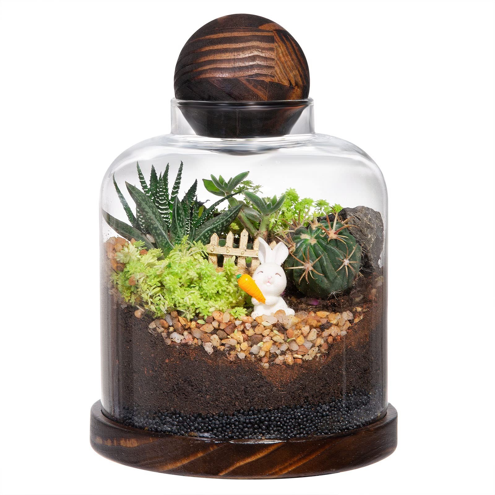 Large Glass Terrarium for Succulents & Moss – Mini Table Decor with Wood Base &