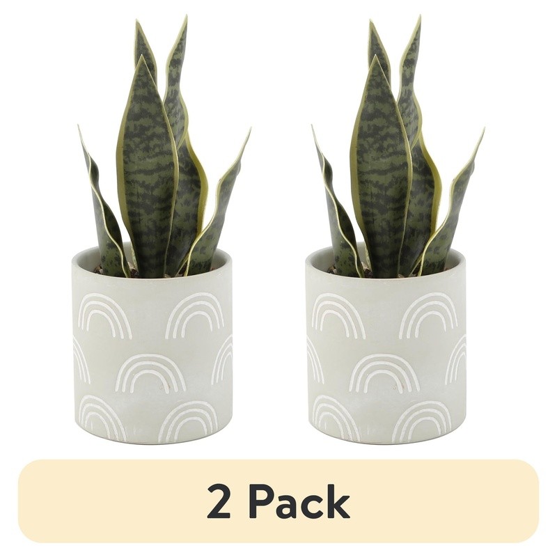 Tabletop Artificial Snake Plant in Rainbow Print Terracotta Pot Indoor Decor New