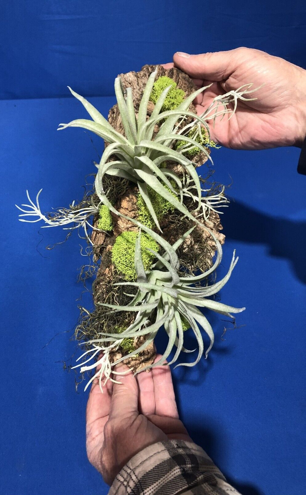 Artificial Succulent Air Plant Wall Art Home Office Mounted on Real Wood Bark