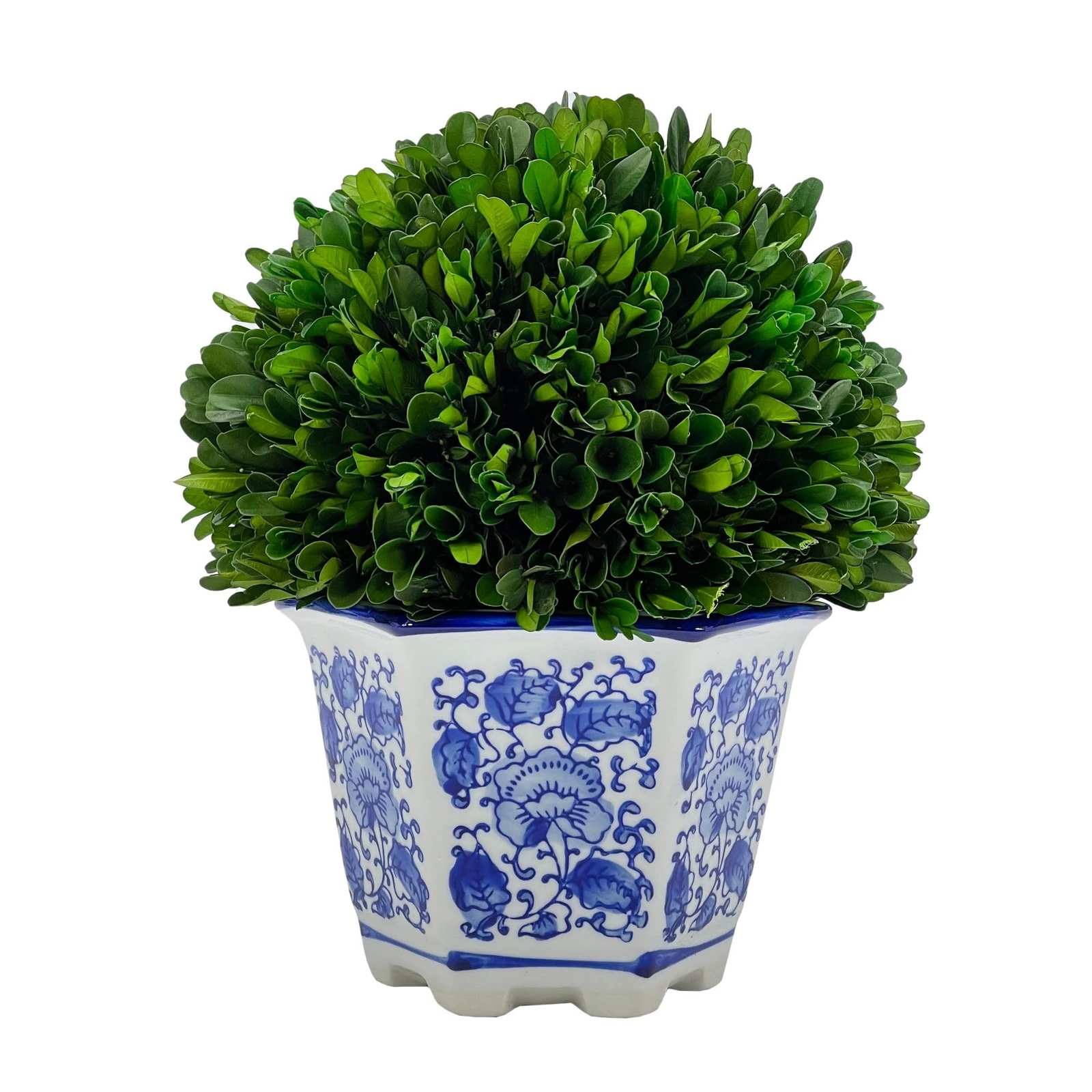 Galt International Preserved Natural Boxwood in Ceramic Pot – Plant and Table…