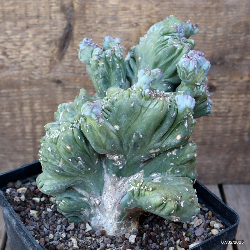D448 MYRTILLOCACTUS GEOMETRIZANS CRESTED pot14-H17-W19 cm MaMa Cactus