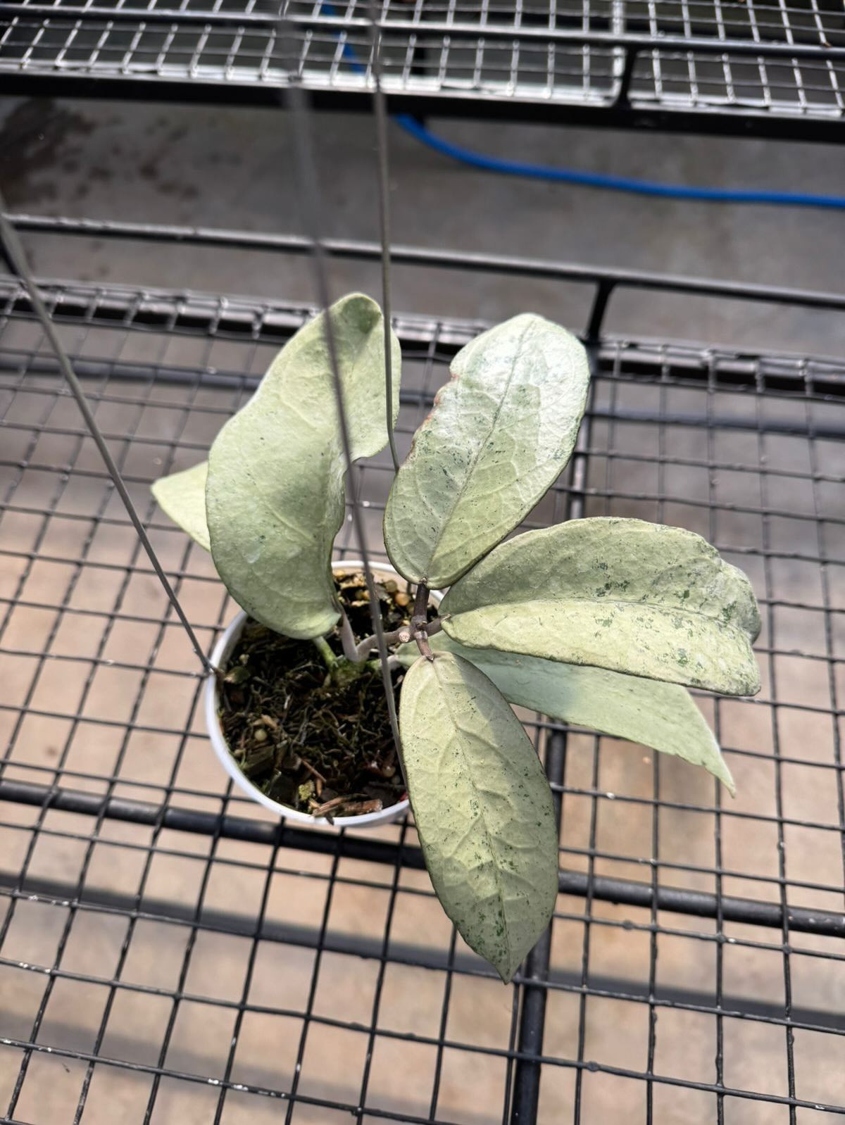 Hoya Emperor Silver ( AFF Clemensiorum ) Rare Tropical Indor Outdor Wax Plant
