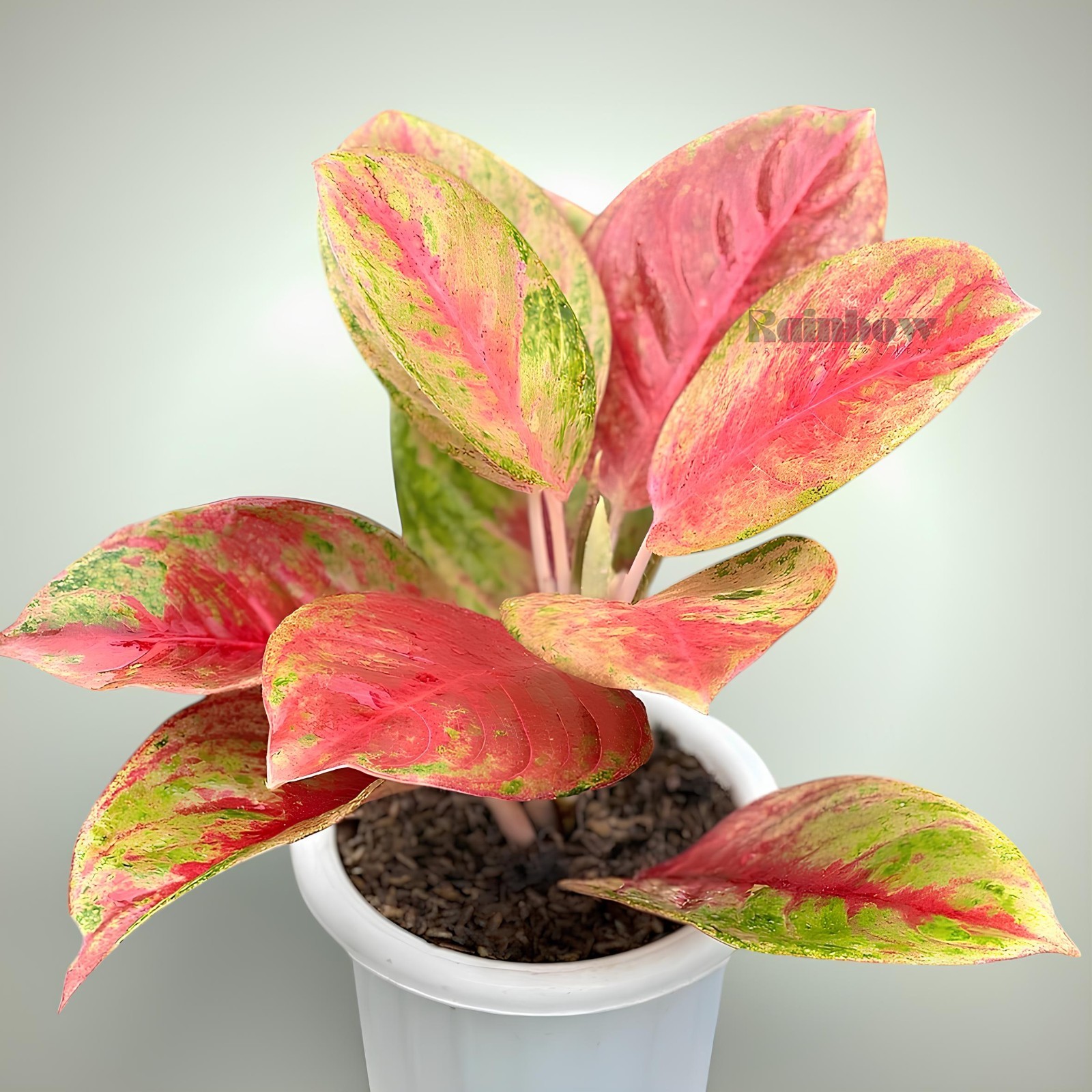 Aglaonema Red Exotic Beatiful Ornamental Plant