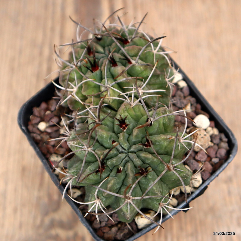 A9189 NEOPORTERIA PAUCICOSTATA DICHOTOMIC pot7-H5-W9 cm MaMa Cactus