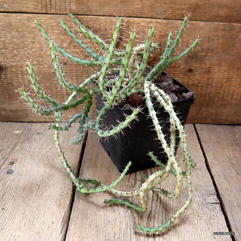 D4519 EUPHORBIA SP. pot14-H30-W36 cm MaMa Cactus